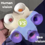 Bee Cups for Garden