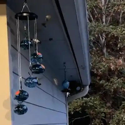 Feeder in outdoor setting